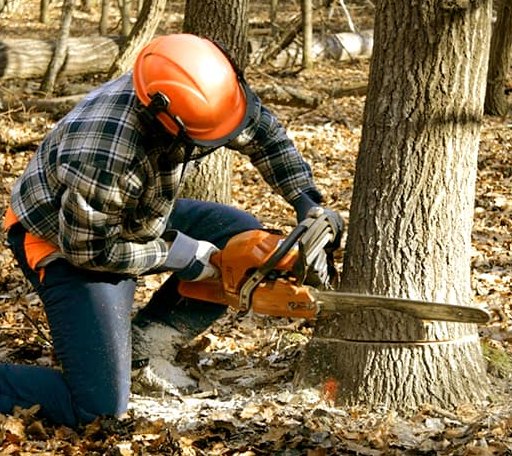 Tree Removal in Lannon, WI
